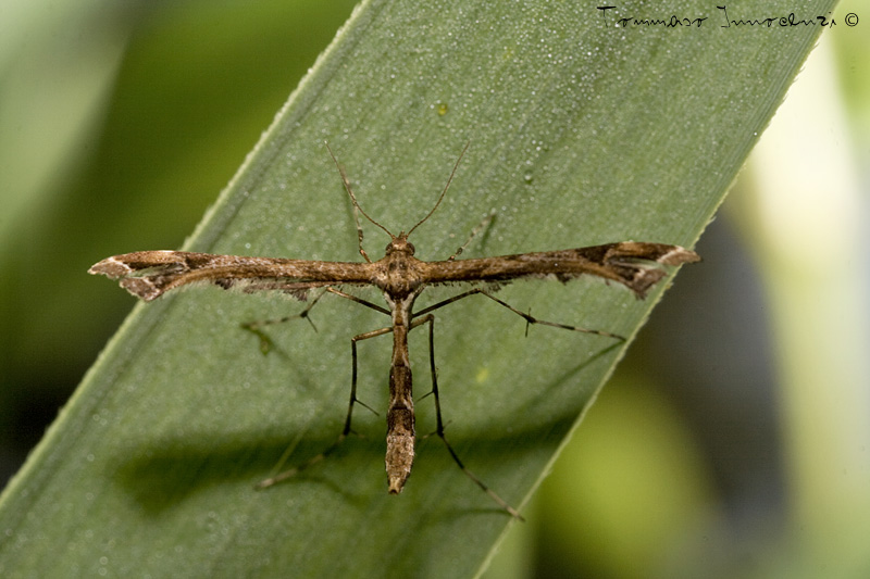 Idenrificazione (Cnaemidophorus rhododactyla)